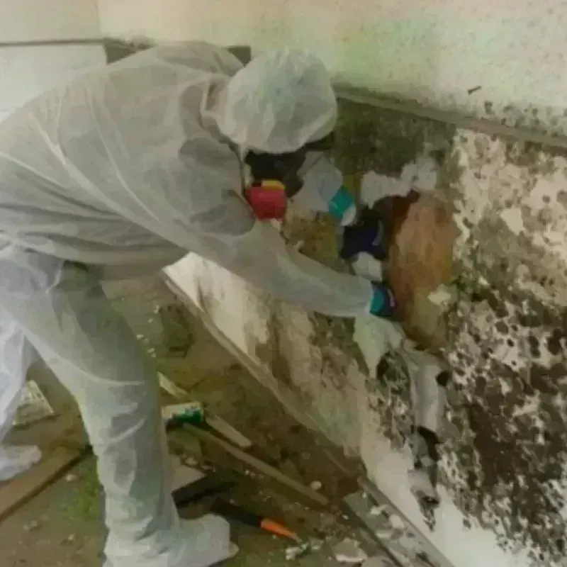 Mold Remediation and Removal in Hasbrouck Heights, NJ